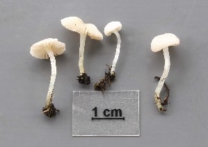  (Entoloma percandidum - TEB 454-15)  @11 [ ] CreativeCommons - Attribution Non-Commercial Share-Alike (2017) Unspecified Norwegian Institution for Nature Research