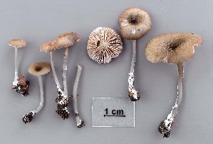  (Entoloma caeruleum - TEB 652-15)  @11 [ ] CreativeCommons - Attribution Non-Commercial Share-Alike (2017) Unspecified Norwegian Institution for Nature Research