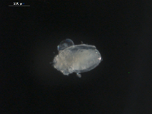  ( - BIOUG01748-D06)  @12 [ ] CreativeCommons - Attribution (2013) Rob Young Centre for Biodiversity Genomics