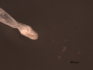  (Parasagitta elegans - BIOUG03178-D08)  @13 [ ] CreativeCommons - Attribution (2013) Rob Young Centre for Biodiversity Genomics