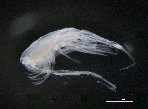  (Tortanus discaudatus - BIOUG04840-H10)  @14 [ ] CreativeCommons - Attribution (2013) Rob Young Centre for Biodiversity Genomics