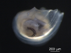  ( - BIOUG04842-F10)  @12 [ ] CreativeCommons - Attribution (2013) Rob Young Centre for Biodiversity Genomics