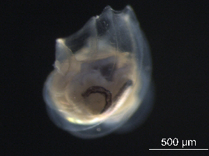  ( - BIOUG04842-F10)  @12 [ ] CreativeCommons - Attribution (2013) Rob Young Centre for Biodiversity Genomics