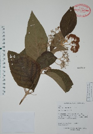  (Callicarpa acuminata - Alvarez10181)  @11 [ ] Unspecified (default): All Rights Reserved  Unspecified Unspecified