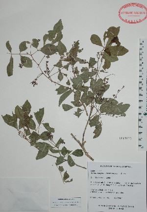  (Lonchocarpus yucatanensis - Alvarez1706)  @11 [ ] Unspecified (default): All Rights Reserved  Unspecified Unspecified