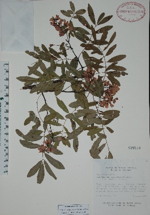  (Lonchocarpus castilloi - Alvarez171)  @11 [ ] Unspecified (default): All Rights Reserved  Unspecified Unspecified
