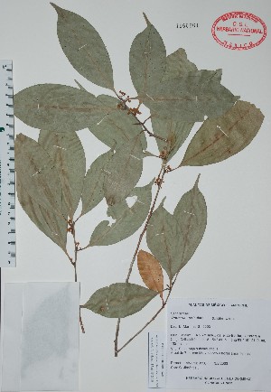  (Pouteria reticulata - Alvarez3550)  @11 [ ] Unspecified (default): All Rights Reserved  Unspecified Unspecified