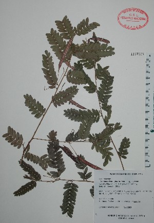  (Chamaecrista glandulosa - Alvarez3567)  @11 [ ] Unspecified (default): All Rights Reserved  Unspecified Unspecified
