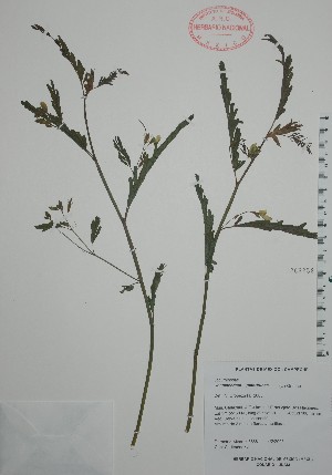  (Chamaecrista glandulosa - Alvarez3668)  @11 [ ] Unspecified (default): All Rights Reserved  Unspecified Unspecified