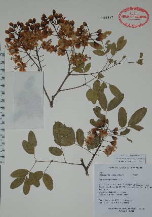  (Caesalpinia yucatanensis - Alvarez4025)  @11 [ ] Unspecified (default): All Rights Reserved  Unspecified Unspecified