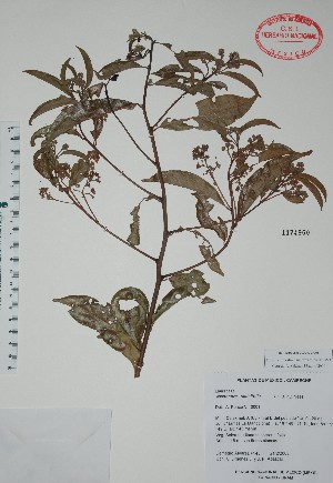  (Nectandra salicifolia - Alvarez4145)  @11 [ ] Unspecified (default): All Rights Reserved  Unspecified Unspecified