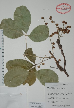  (Forchhammeria trifoliata - Alvarez4324)  @11 [ ] Unspecified (default): All Rights Reserved  Unspecified Unspecified
