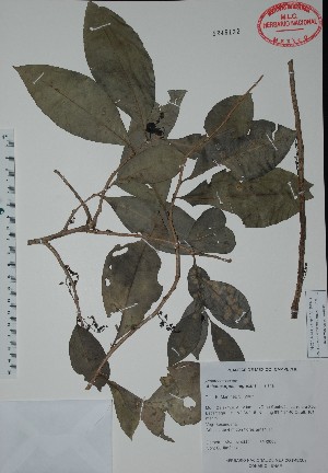  (Achatocarpus nigricans - Alvarez4444)  @11 [ ] Unspecified (default): All Rights Reserved  Unspecified Unspecified