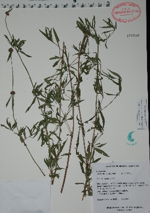  (Borreria verticillata - Alvarez6439)  @11 [ ] Unspecified (default): All Rights Reserved  Unspecified Unspecified