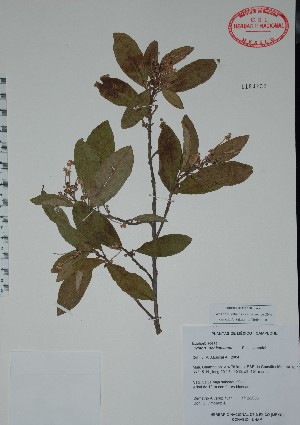  (Croton schiedeanus - Alvarez7341)  @11 [ ] Unspecified (default): All Rights Reserved  Unspecified Unspecified