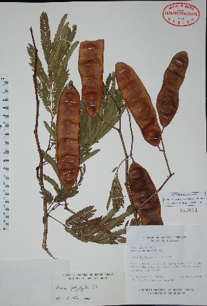  (Acacia polyphylla - Alvaro30656)  @15 [ ] Unspecified (default): All Rights Reserved  Unspecified Unspecified