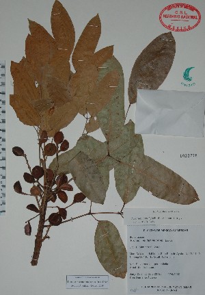  (Protium multiramiflorum - Calonico23726)  @11 [ ] Unspecified (default): All Rights Reserved  Unspecified Unspecified