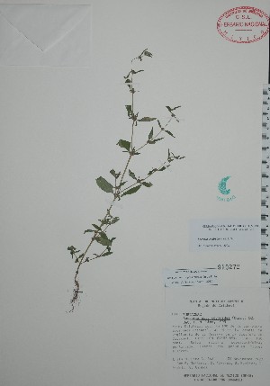  (Borreria ovalifolia - Lira566)  @11 [ ] Unspecified (default): All Rights Reserved  Unspecified Unspecified