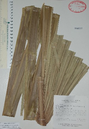  (Sabal mauritiiformis - Mtz27536)  @11 [ ] Unspecified (default): All Rights Reserved  Unspecified Unspecified