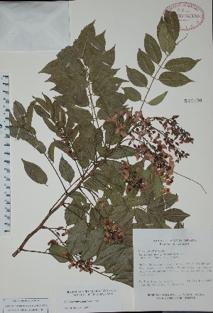 (Lonchocarpus punctatus - Mtz28625)  @11 [ ] Unspecified (default): All Rights Reserved  Unspecified Unspecified