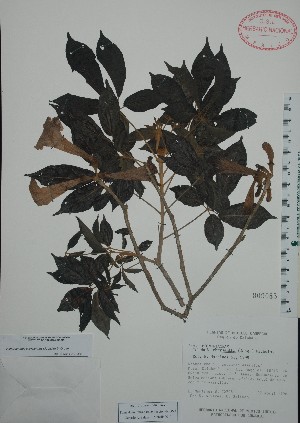  (Tabebuia chrysantha - Mtz30705)  @11 [ ] Unspecified (default): All Rights Reserved  Unspecified Unspecified