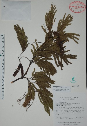  (Piptadenia viridiflora - Mtz30901)  @11 [ ] Unspecified (default): All Rights Reserved  Unspecified Unspecified