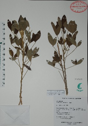  (Crotalaria purdiana - Mtz34939)  @11 [ ] Unspecified (default): All Rights Reserved  Unspecified Unspecified