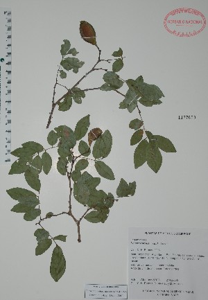  (Lonchocarpus xuul - Mtz38195)  @11 [ ] Unspecified (default): All Rights Reserved  Unspecified Unspecified