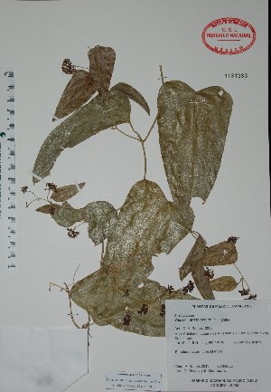  (Smilax aristolochiifolia - Ramos2043)  @11 [ ] Unspecified (default): All Rights Reserved  Unspecified Unspecified