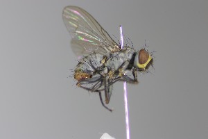  (Neodexiopsis paulistensis - MACN-EN-DIP2024-00CCC10)  @11 [ ] CC BY-NC-ND 4.0  Unspecified Unspecified