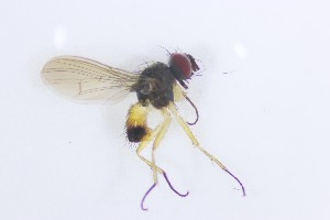  (Neodexiopsis uspallata - MACN-EN-DIP2024-00FFF1)  @11 [ ] CC BY-NC-ND 4.0  Unspecified Unspecified