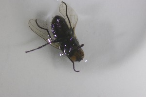  (Syllimnophora caraamarilla - MACN-EN-DIP2024-00G5)  @11 [ ] CC BY-NC-ND 4.0  Unspecified Unspecified