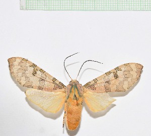  (Halysidota meridensis - MPUJ_ENT-0089817)  @11 [ ] copyright (2023) Instituto de Investigacion Alexander von Humboldt (IAvH) Unspecified
