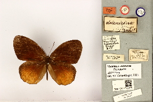  (Lohora deianirina - BMNH(E)1718586)  @11 [ ] CreativeCommons - Attribution Non-Commercial (2016) Natural History Museum London Natural History Museum London