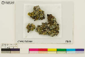  ( - CCDB-33187-E03)  @11 [ ] CreativeCommons - Attribution Non-Commercial Share-Alike (2020) Chris Deduke Canadian Museum of Nature