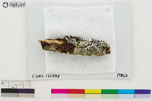  (Caloplaca obesimarginata - CCDB-33187-E08)  @11 [ ] CreativeCommons - Attribution Non-Commercial Share-Alike (2020) Chris Deduke Canadian Museum of Nature