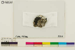  (Verrucaria schofieldii - CCDB-33187-E11)  @11 [ ] CreativeCommons - Attribution Non-Commercial Share-Alike (2020) Chris Deduke Canadian Museum of Nature