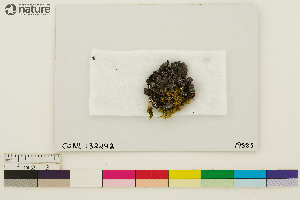  (Umbilicaria angulata - CCDB-33187-H06)  @11 [ ] CreativeCommons - Attribution Non-Commercial Share-Alike (2020) Chris Deduke Canadian Museum of Nature