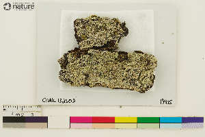  ( - CCDB-33187-H12)  @11 [ ] CreativeCommons - Attribution Non-Commercial Share-Alike (2020) Chris Deduke Canadian Museum of Nature