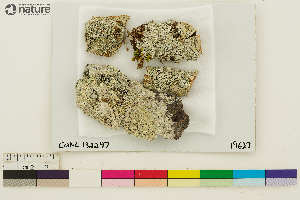  ( - CCDB-33188-B09)  @11 [ ] CreativeCommons - Attribution Non-Commercial Share-Alike (2020) Chris Deduke Canadian Museum of Nature