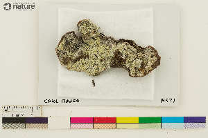  ( - CCDB-33188-C09)  @11 [ ] CreativeCommons - Attribution Non-Commercial Share-Alike (2020) Chris Deduke Canadian Museum of Nature