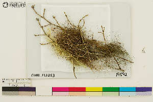  (Bryoria glabra - CCDB-33188-F03)  @11 [ ] CreativeCommons - Attribution Non-Commercial Share-Alike (2020) Chris Deduke Canadian Museum of Nature