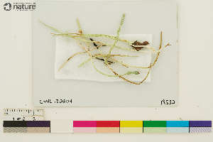  (Cladonia gracilis vulnerata - CCDB-33188-F07)  @11 [ ] CreativeCommons - Attribution Non-Commercial Share-Alike (2020) Chris Deduke Canadian Museum of Nature
