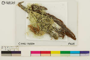  ( - CCDB-33188-H01)  @11 [ ] CreativeCommons - Attribution Non-Commercial Share-Alike (2020) Chris Deduke Canadian Museum of Nature