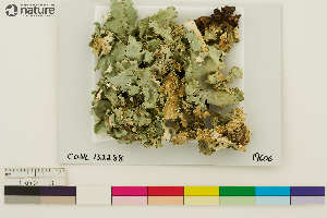  (Pseudocyphellaria - CCDB-36282-B05)  @11 [ ] CreativeCommons - Attribution Non-Commercial Share-Alike (2020) Chris Deduke Canadian Museum of Nature