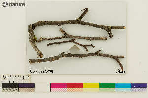  ( - CCDB-36282-C12)  @11 [ ] CreativeCommons - Attribution Non-Commercial Share-Alike (2020) Chris Deduke Canadian Museum of Nature