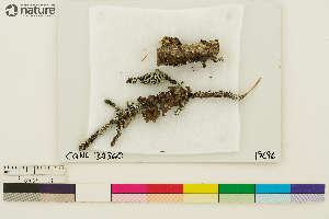  (Nephroma helveticum - CCDB-36282-G08)  @11 [ ] CreativeCommons - Attribution Non-Commercial Share-Alike (2020) Chris Deduke Canadian Museum of Nature