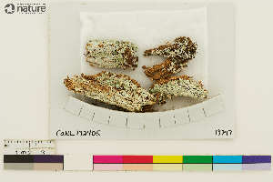  ( - CCDB-36282-H01)  @11 [ ] CreativeCommons - Attribution Non-Commercial Share-Alike (2020) Hayley Paquette Canadian Museum of Nature