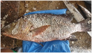  (Lutjanus endecacanthus - Cam249-6)  @11 [ ] Copyright (2025) Moise Matouke Matouke University of Buea Cameroon