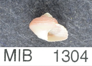  ( - MIB1304)  @11 [ ] Copyright (2016) Unspecified DFO